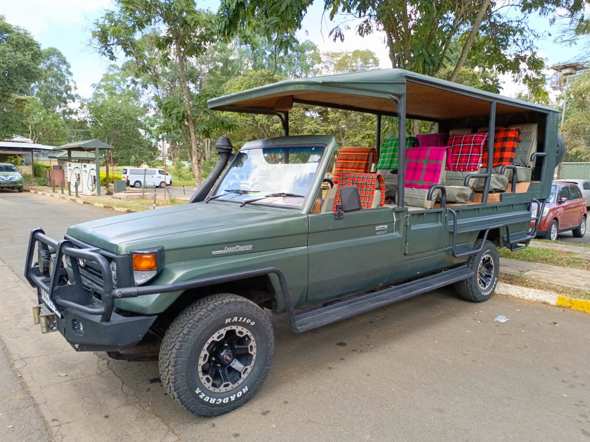 Safari wildlife